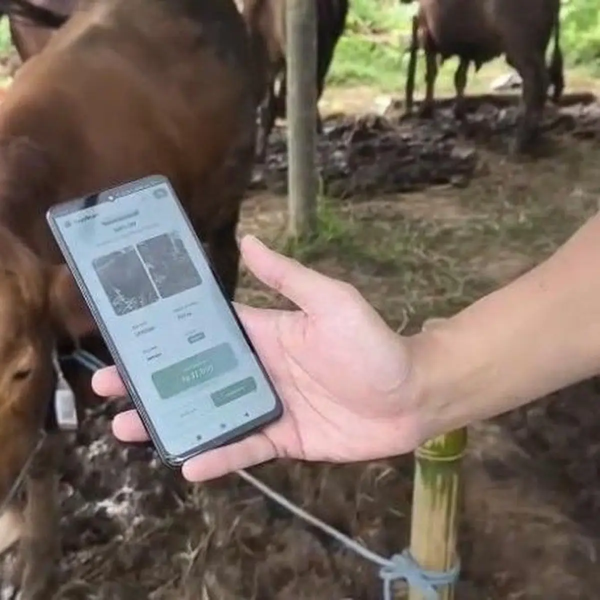Sentuhan Teknologi AI dan Barcode Mudahkan Warga Sukabumi Pilih Sapi Kurban Terbaik