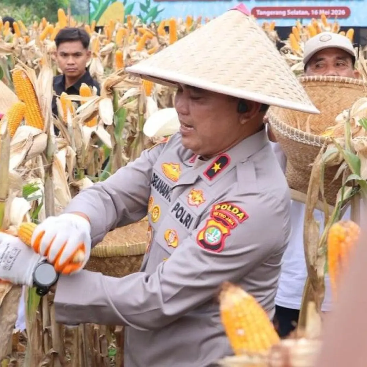 Upaya Pemerintah dan Polri Memperkuat Ketahanan Pangan Nasional Melalui Program Panen Jagung Strategis