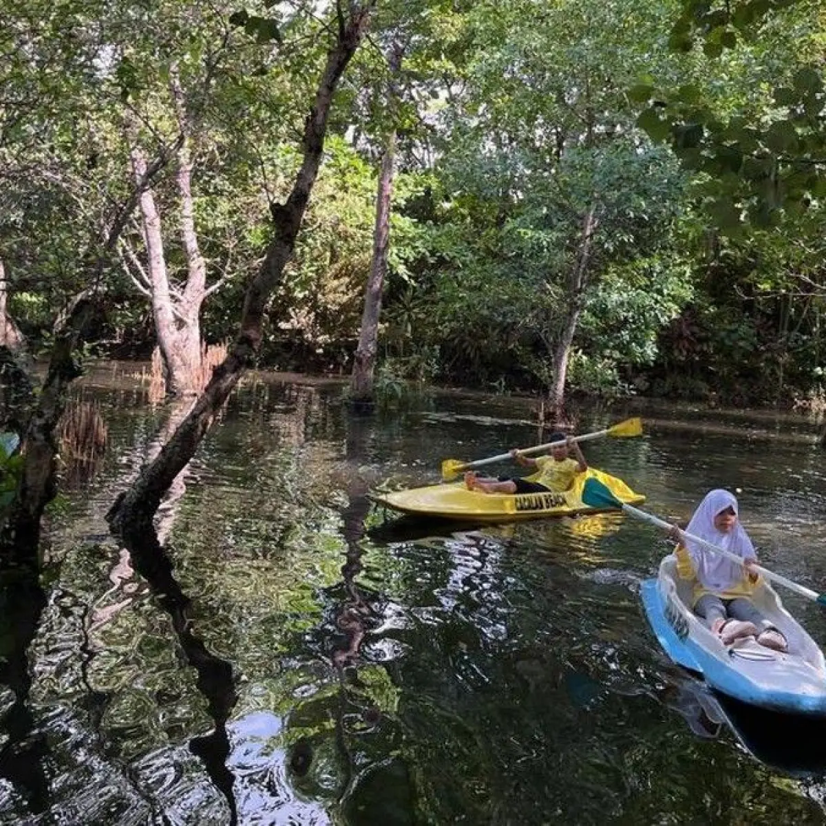 Menjelajahi Keasrian Hutan Mangrove Pantai Cacalan Banyuwangi dengan Perahu Kano