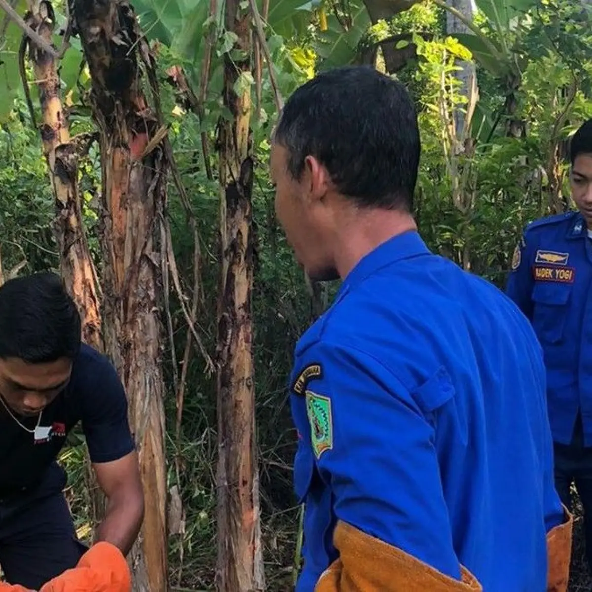 Ular Piton Pemangsa Ternak di Jembrana Berhasil Dievakuasi Damkar, Warga Baluk Kini Bernapas Lega