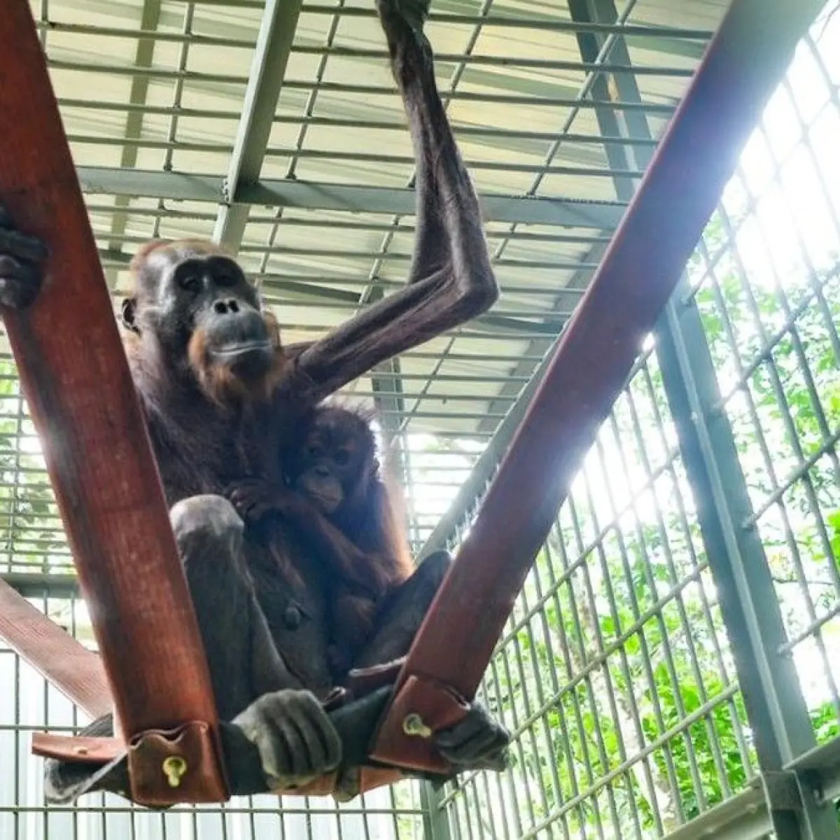 Menilik Kondisi Terbaru Mauliyan dan Ariandi, Pasangan Induk-Anak Orang Utan di Hutan Kutai Timur