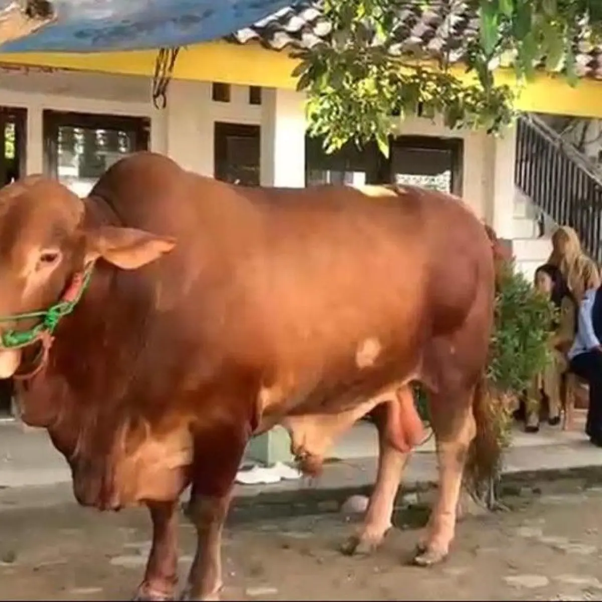 Menjelang Idul Adha 1447 H, Presiden Prabowo Salurkan Belasan Sapi Jumbo untuk Masyarakat Lampung