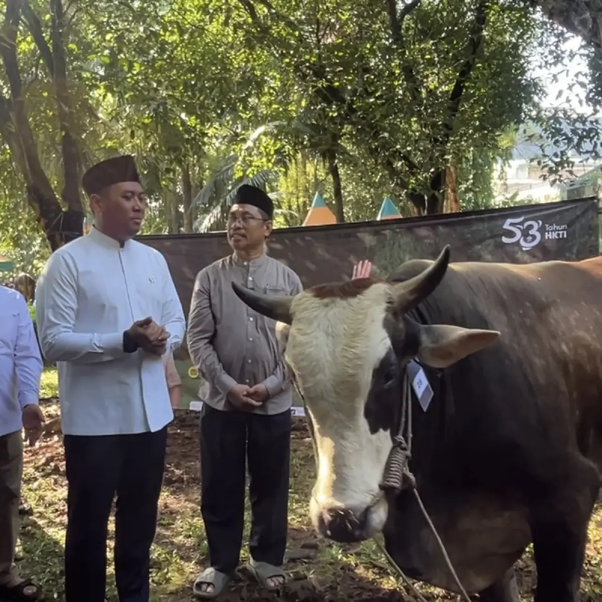 Tradisi Kurban Kepresidenan: Kisah di Balik Distribusi Sapi Jumbo Prabowo Subianto ke Penjuru Negeri