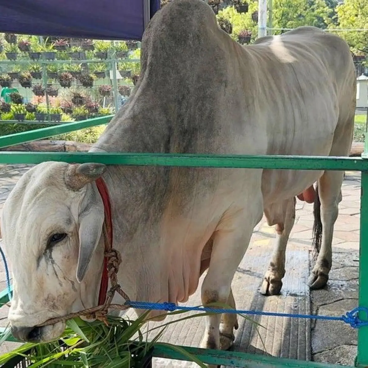 Cara Tepat Mengemas Daging Kurban Agar Tetap Higienis dan Bebas Kontaminasi