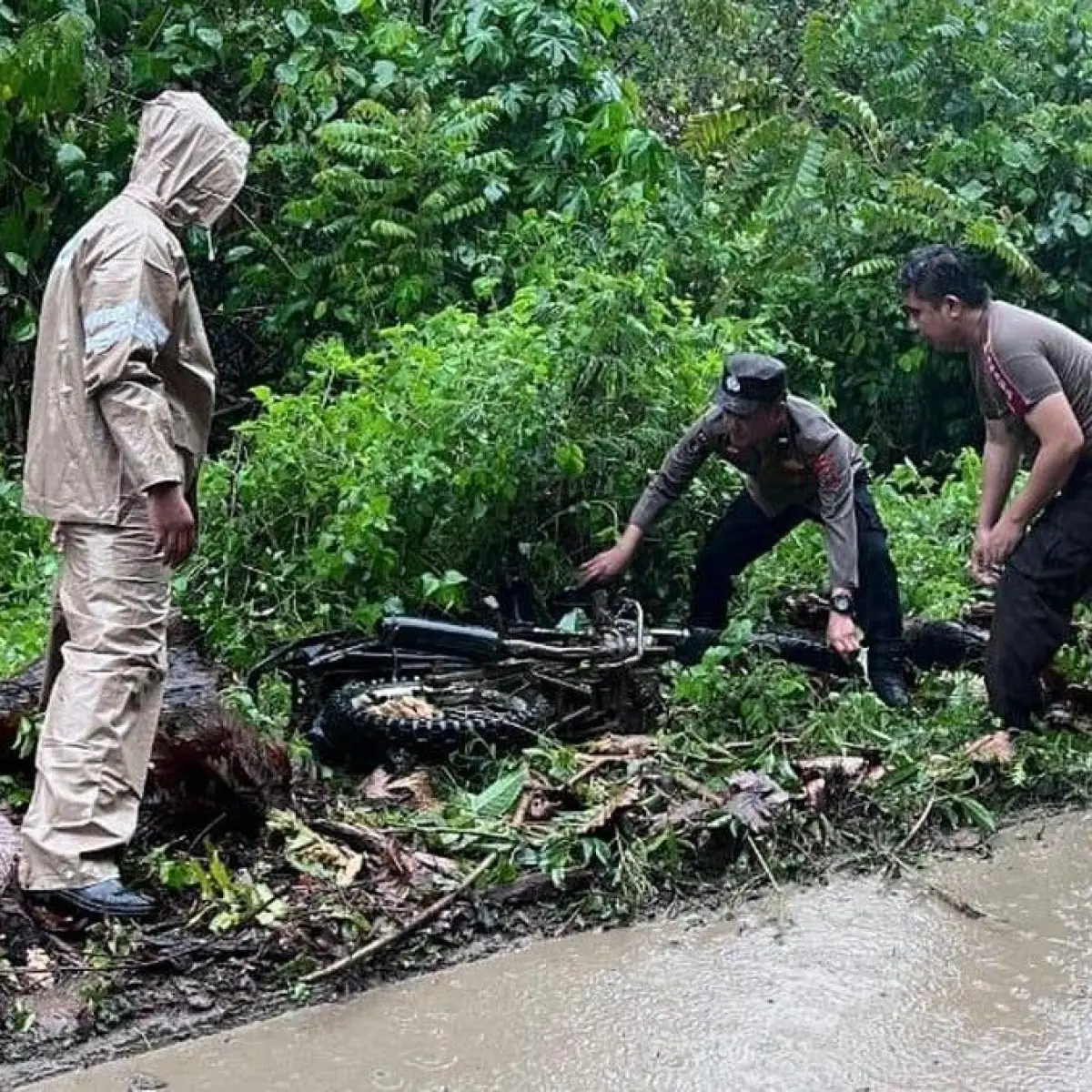 Belajar dari Musibah di Minahasa Tenggara, Ini Cara Aman Hindari Bahaya Pohon Tumbang Saat Hujan