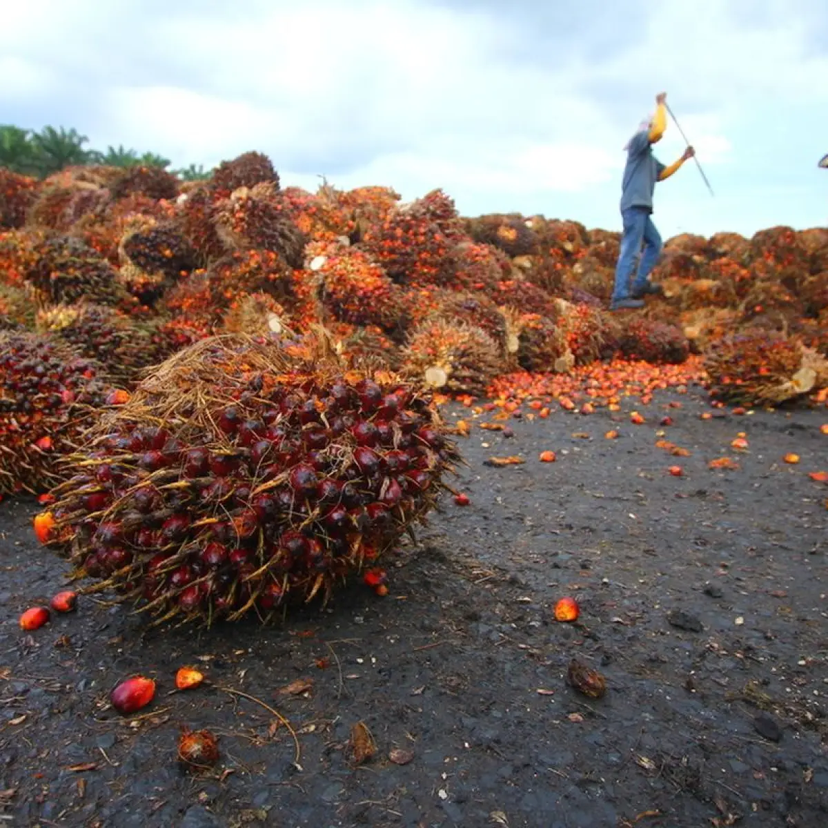 Kementan Siapkan Sanksi Tegas untuk 123 Pabrik Sawit yang Turunkan Harga TBS Petani